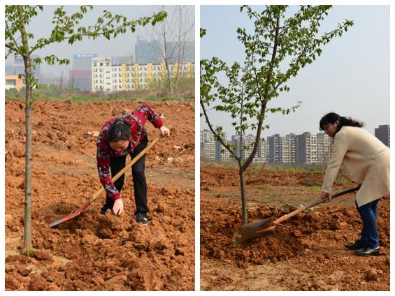 女职工种树.jpg